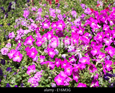 Un grande mazzo di gladioli colorati fiori del giardino. Foto Stock