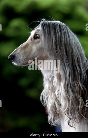 Cane Hound afghano, Ritratto, capelli lunghi, vista laterale Foto Stock