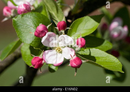 Malus domestica " Greensleeves'. Apple Blossom in primavera. Foto Stock