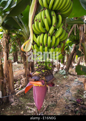 Dettagli di alberi di banane che mostra acerbo frutto verde e infiorescenza, crescente interno molto grande polytunnels Foto Stock