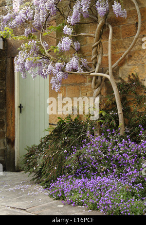 Purple Wisteria sinensis si arrampica su una porta di legno all'entrata di un paese di lingua inglese home nel Peak District, England, Regno Unito Foto Stock