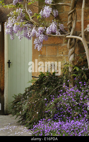 Purple Wisteria sinensis si arrampica su una porta di legno all'entrata di un paese di lingua inglese home nel Peak District, England, Regno Unito Foto Stock