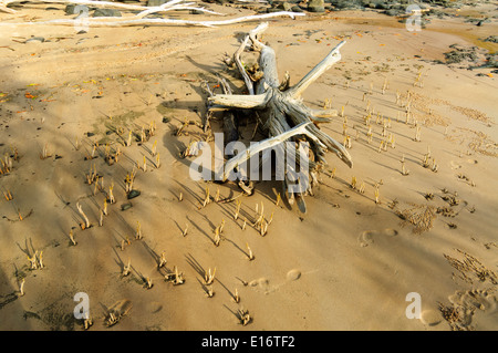 Ceppo di albero e germogli di mangrovie sulla spiaggia , l'Isola di Fraser, Queensland, QLD, Australia Foto Stock