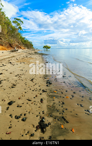 Grigio di mangrovia, costa orientale, l'Isola di Fraser, Queensland, QLD, Australia Foto Stock