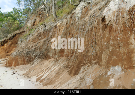 Albero radici esposte dall erosione costiera, l'Isola di Fraser, Queensland, QLD, Australia Foto Stock