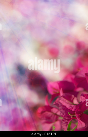 Bella astratta sfondo floreale con rosa bouganville Foto Stock