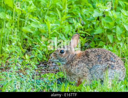 Coniglio silvilago seduto in erba guardando a sinistra. Foto Stock