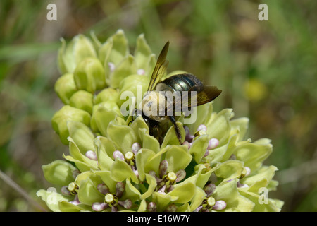 impianto ospite della monarch Foto Stock