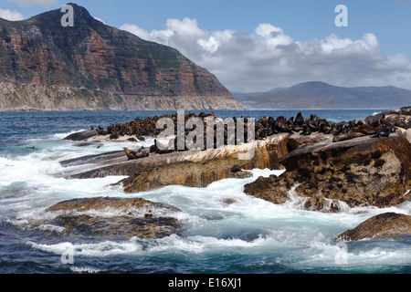 Brown Cape Foche crogiolarsi al sole nel Duiker Island, Hout Bay, Sud Africa Foto Stock