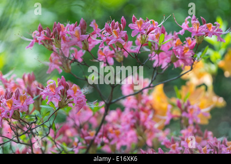 Viola fiori di rododendro close up Foto Stock