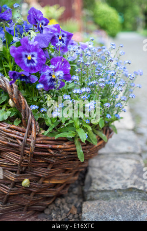 Viola Mammola e dimenticare-me-Middlesbrough nella vecchia wisker cestello Foto Stock