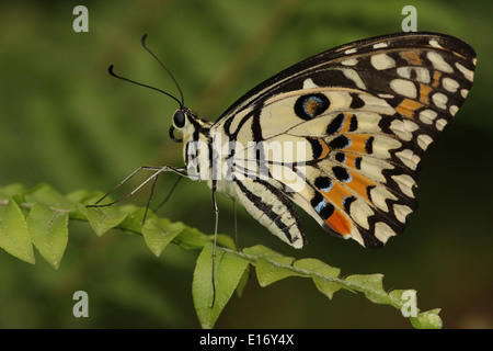A coda di rondine a scacchi (Papilio demoleus) a.k.a. Farfalla di limone, calce Butterfly, calce a coda di rondine o piccole farfalle di agrumi Foto Stock