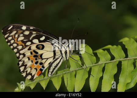 A coda di rondine a scacchi (Papilio demoleus) a.k.a. Farfalla di limone, calce Butterfly, calce a coda di rondine o piccole farfalle di agrumi Foto Stock