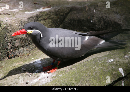 Close-up di un sudamericano Inca tern (Larosterna inca) Foto Stock