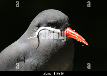 Close-up di testa e bill di un sudamericano Inca tern (Larosterna inca) Foto Stock
