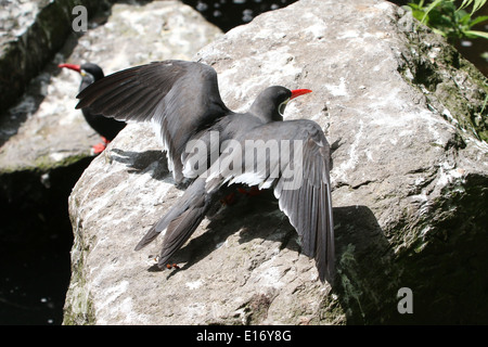 Close-up di un Sud Americana Inca tern (Larosterna inca) atterraggio su una roccia Foto Stock