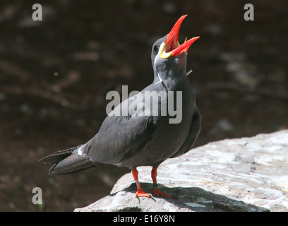 Close-up di un stridio Sud Americana Inca tern (Larosterna inca) Foto Stock