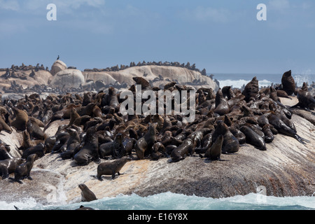 Brown Cape Foche crogiolarsi al sole nel Duiker Island, Hout Bay, Sud Africa Foto Stock