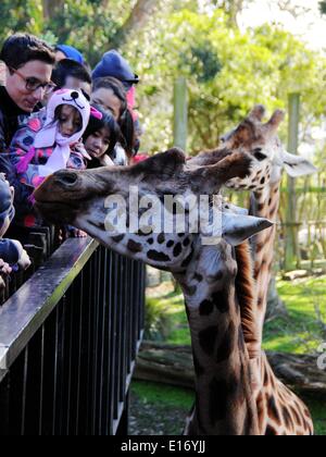 Wellington, Nuova Zelanda. 25 Maggio, 2014. Persone giocare al Wellington Zoo sulla Giornata delle porte aperte a Wellington, Nuova Zelanda, 25 maggio 2014. Credito: Su Liang/Xinhua/Alamy Live News Foto Stock