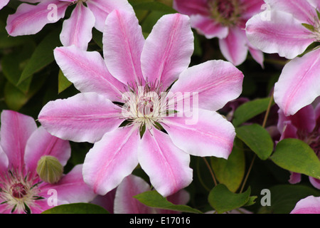 Fioritura rosa "Nelly Moser' Clematis - hybrid, grandi fiori che crescono nel giardino inglese. Maggio. Foto Stock