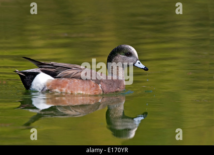 Maschio di American Wigeon, Anas americana di nuoto Foto Stock