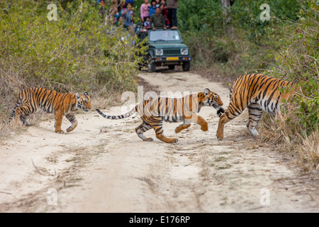 Bijrani Tigre e i suoi cuccioli a Jim Corbett National Park, India. ( Panthera Tigirs ) Foto Stock