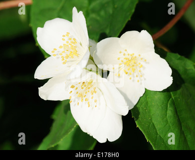 White Jasmine fiore sulla boccola. Close-up Foto Stock