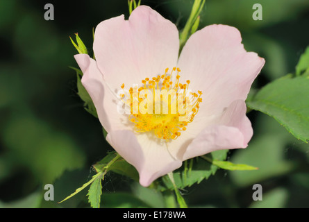 La fotografia macro di fiori di radica sulla boccola Foto Stock