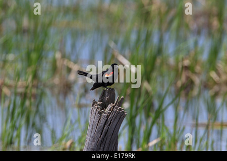 Maschio rosso-winged blackbird (Agelaius phoeniceus) Foto Stock