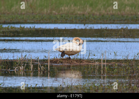 Trumpeter swan (Cygnus buccinatore), primo anno i capretti a Ottawa National Wildlife Refuge. Foto Stock