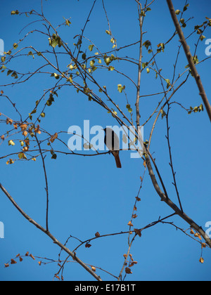 Uccello appollaiato su un ramo di albero Foto Stock