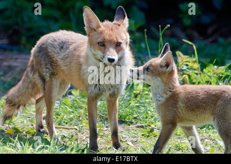 Vixen e cucciolo di volpe giovani esplorando in erba lunga Foto Stock