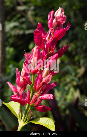 Rosa brattee nascondono piccoli fiori bianchi nel infloresence del brasiliano mantello rosso, Megaskepasma erythrochlamys Foto Stock