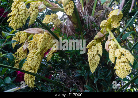 Flower vedute della hardy Chusan palm, trachycarpus fortunei Foto Stock