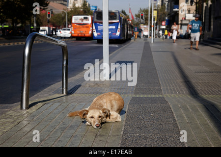 Stray dog giacente su Avenida Libertador General bernado O'Higgins downtown Santiago del Cile Foto Stock