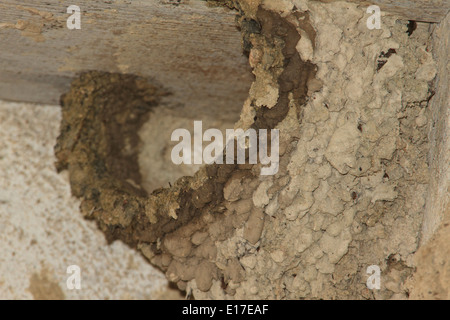 Cliff swallow (Petrochelidon pyrrhonota) nido. Foto Stock