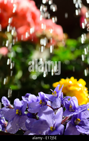 Chiudere fino a fiori di irrigazione Foto Stock