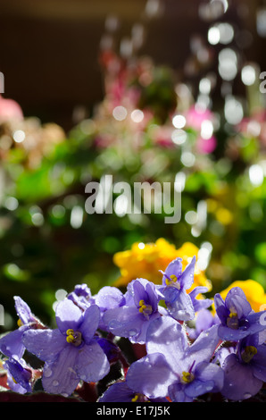 Chiudere fino a fiori di irrigazione Foto Stock