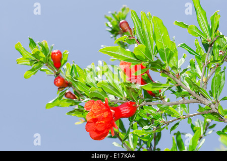 I rami della molla fioritura soleggiato melograno rosso dei fiori Foto Stock