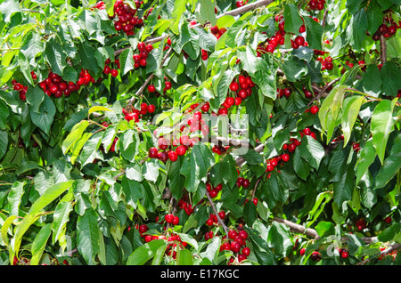 Molti dolci rosso ciliegia matura bacche di leafage sui rami di alberi Foto Stock