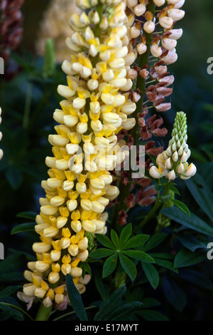 Giardino, lupino Lupinus polyphyllus Foto Stock