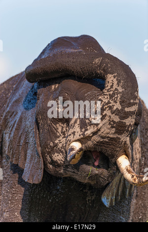 Elefante africano (Loxodonta africana) giovane elefante coperto di fango.Amboseli National Park.Kenya Foto Stock