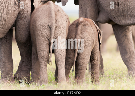 Elefante africano (Loxodonta africana)2 giovani vitelli e le loro madri. Amboseli National Park.Kenya Foto Stock