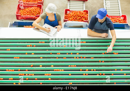 Lavoratori esaminando i pomodori a nastro trasportatore in stabilimento di trasformazione alimentare Foto Stock