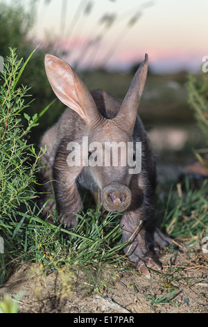 Giovani Aardvark(Orycteropus afer).Namibia Foto Stock