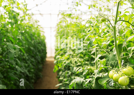 Pomodori verdi sulla coltivazione della vigna in serra Foto Stock