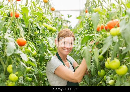 Ritratto di donna tendente a piante di pomodoro in serra Foto Stock