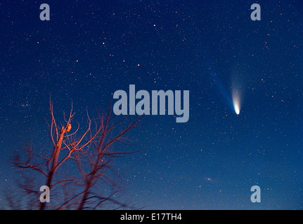 La cometa Hale-Bopp con il gufo Marzo 21, 1997 la mattina presto Kodak PJM-2 cingolato film esposizione di 3 minuti circa 28mm obiettivo a f/2.8 Ow Foto Stock