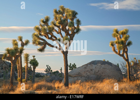 Alberi di Joshua (Yucca brevifolia) e le rocce di granito, Joshua Tree National Park, California USA Foto Stock