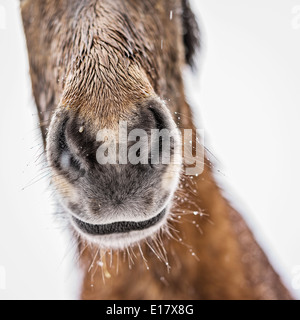 Wet cavallo islandese al di fuori in una tempesta di neve, Islanda Foto Stock
